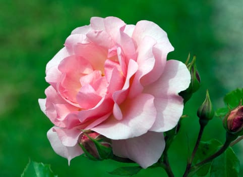 Strauchrose, Rosario