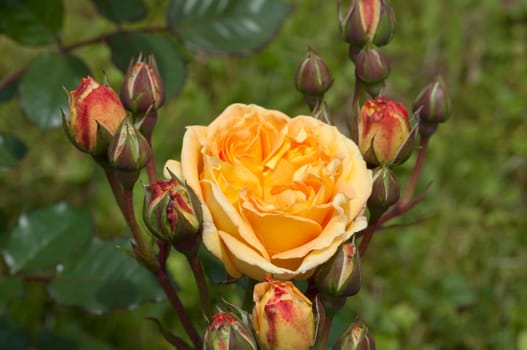 Strauchrose, Timeless Noack