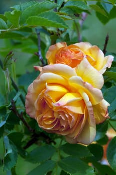 Strauchrose
