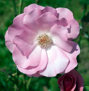 Strauchrose, Romanze, Tantau
