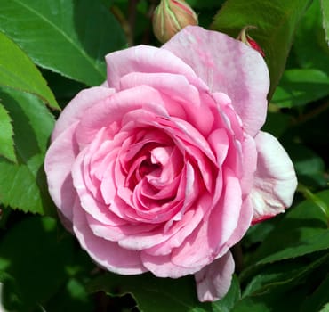 Englische Rose, gertrude Jekyll