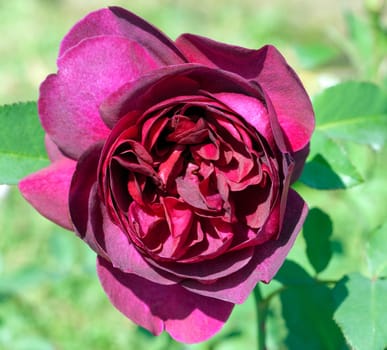 Strauchrose, Darcey Bussel