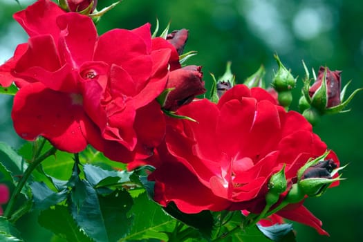 Kletterrose, Zweibruecken