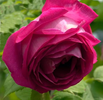Alte Rose  Tour de Malakoff