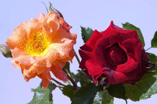 Strauchrose, Westerland, Roter Korsar