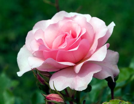 Strauchrose, Rosario