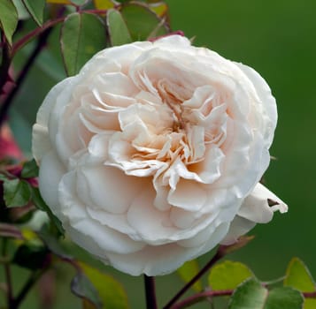 Kletterrose, Sombreuil Robert