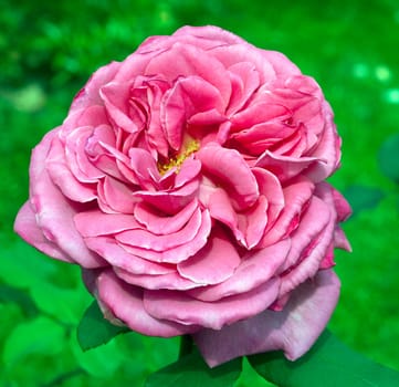 Shrubrose,Ines by Ruthe