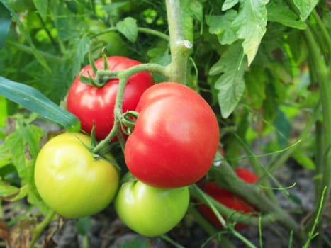 beautiful red and green tomatoes hanging on the branch in the garden