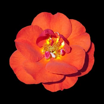 Edelrose, Westpoint