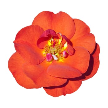 Edelrose, Westpoint