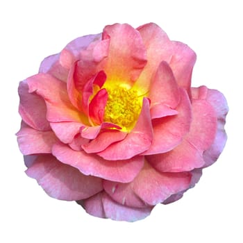 Englische Rose, Lilian Austin