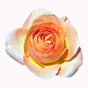 Edelrose, La Palma
