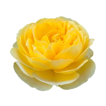 Englische Rose, Molineux