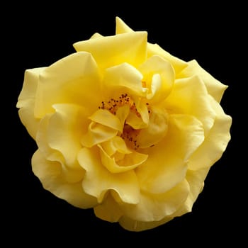 Kletterrose, Golden Gate
