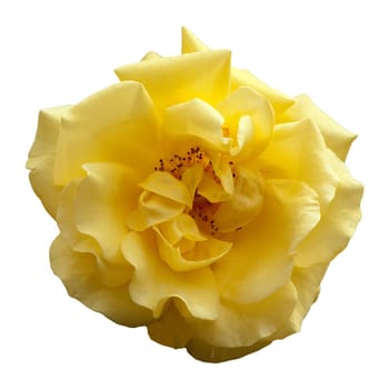 Kletterrose, Golden Gate