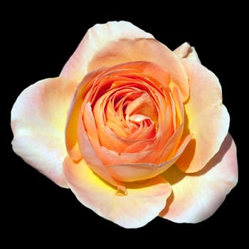 Edelrose, La Palma