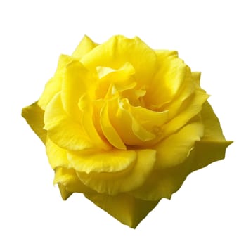 Kletterrose, gelbe