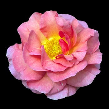 Englische Rose, Lilian Austin