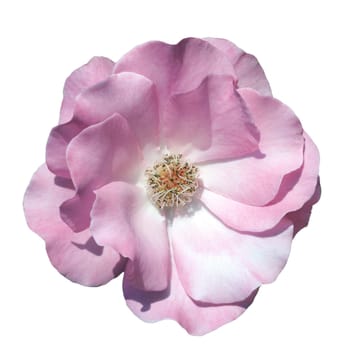 Shrub Rose,Romance