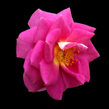 Kletterrose, Chewscentide
