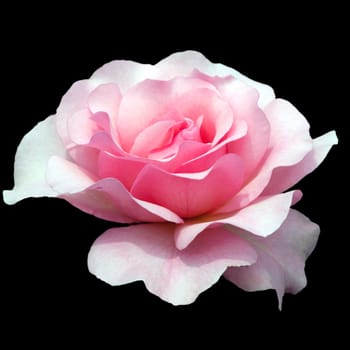 Strauchrose, Rosario