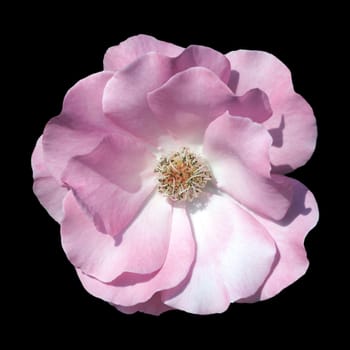 Shrub Rose,Romance