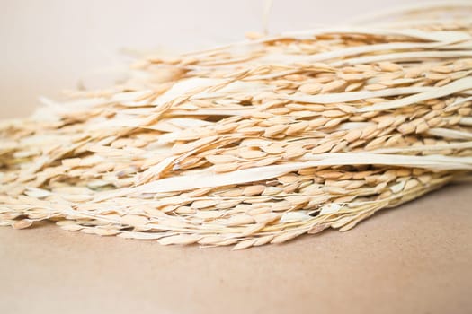 Paddy or rice grain (oryza) on brown background, stock photo