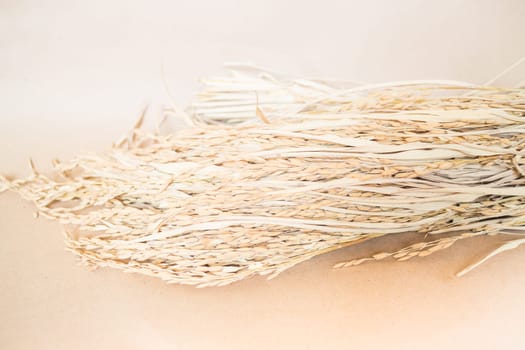 Paddy or rice grain (oryza) on brown background, stock photo