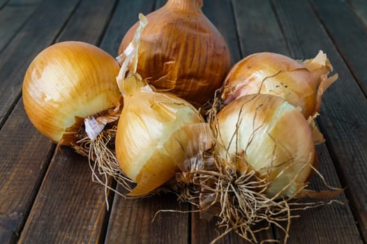 lot of ripe onion. delicious fall vegetable