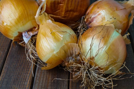 lot of ripe onion. delicious fall vegetable