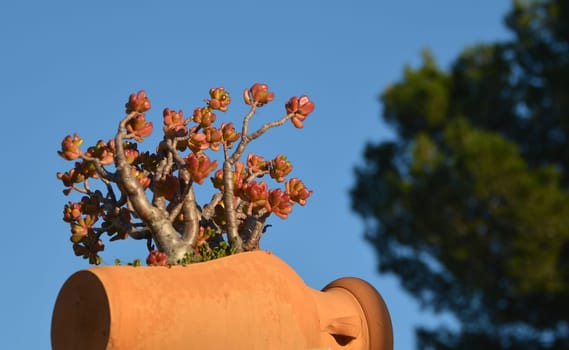 Planted amphora