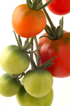 Fresh home grown tomatoes. Red, green, closeup