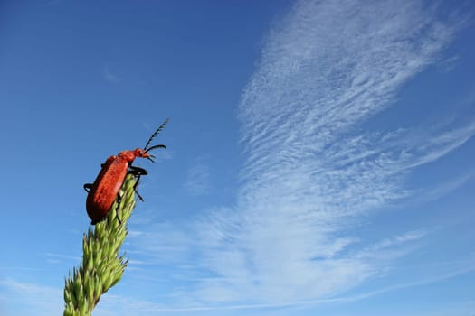 Red-headed fire beetle (Pyrochroa serraticornis)