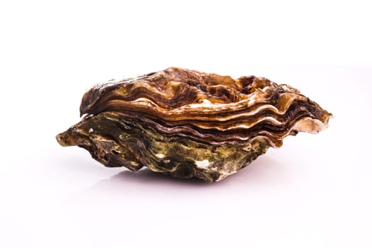 Gourmet fresh french oysters isolated on white