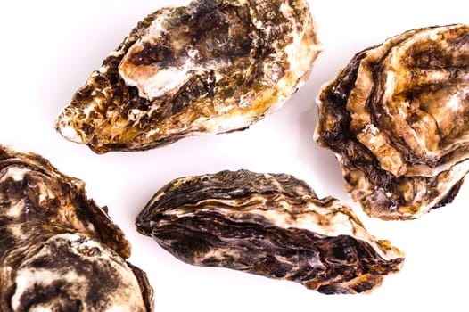 Gourmet fresh french oysters isolated on white
