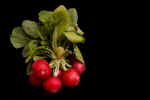 Bunch of Raddish isolated on black background