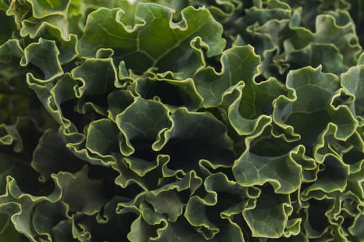 Super Healthy Organic Kale, macro, close up