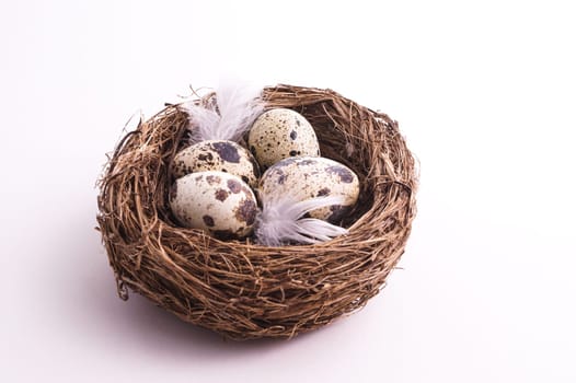 Quail egg in nest, spring and easter with white feathers