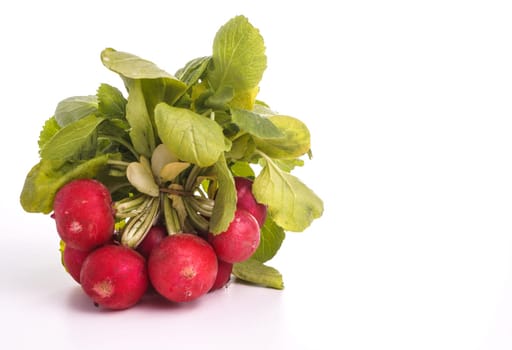 Bunch of Radish isolated on white background
