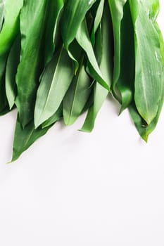 Bunch of Fresh Green Rams Onion or Ramsoms, A big ingredient in the New Nordic Culinary Arts and cuisine