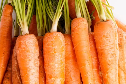 Bunch of Organic Carrots with Leaves. Close up and Macro, Background