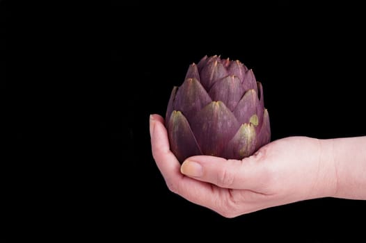 One Purple artichokes ready for cooking, hold in hand, isolated on Black