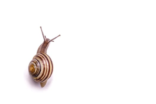 Brown Garden Snail. isolated on white with copy space