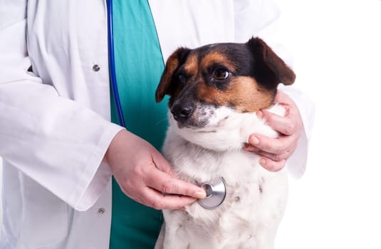 Vet with dog, sick dog visits the animal Doctor who does the examination, isolated on white