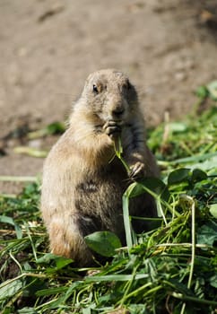 Prairie dog eating green grass standing upright
