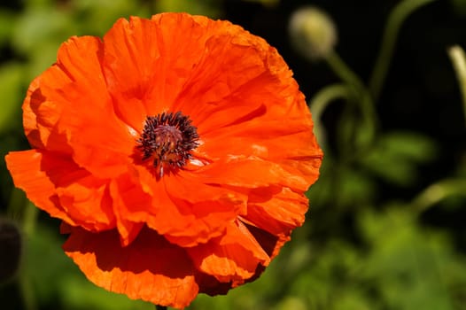 Poppy flower, close up in the Garden with blurry green