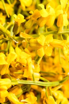 Winter Cress flowers used for both cooking, alternative medicine and aromatherapy. Great ingrediens in the New Nordic Culinary