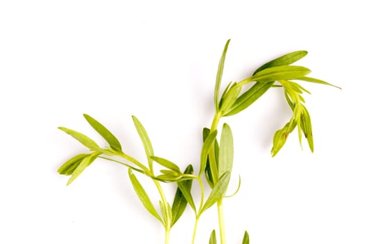 Hyssop herb leaf used for bouth cooking, alternative medicine and aromatherapy. Great ingrediens in the New Nordic Culinary