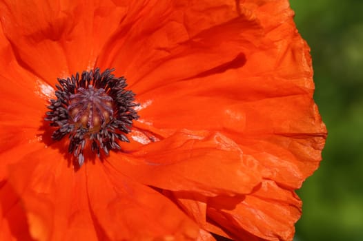 Poppy flower, close up in the Garden with blurry green